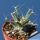 Ferobergia F2 Back cross x Leuchtembergia (Leuchtenbergia compacta)