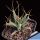 Ferobergia F2 Back cross x Leuchtembergia (Leuchtenbergia compacta)