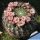 Gymnocalycium saglionis