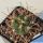 Gymnocalycium saglionis