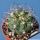 Gymnocalycium saglionis