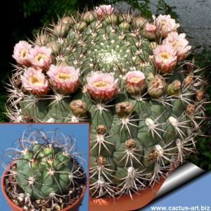 Gymnocalycium saglionis