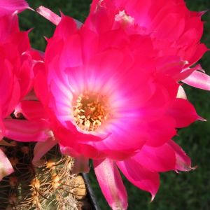 Lobivia densispina x iridescens (fiori iridescenti, molto belli)