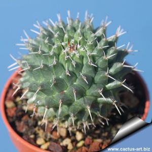 Mammillaria pseudocrucigera P491 Nuevo Leon (west of Zaragoza), Mexico