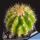Notocactus muegelianus HU82