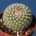 Parodia formosa