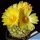 Parodia formosa