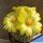 Parodia formosa