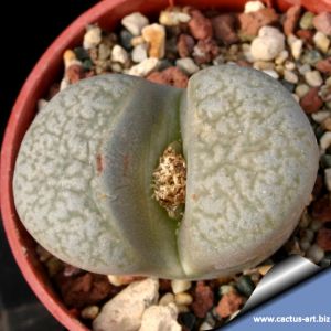 Lithops herrei C213 - 65km North-East of Alexander Bay, Cape Province (SA)