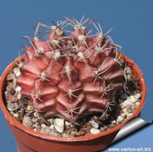 Gymnocalycium hybrid friedrichii x mihanovichii