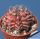Gymnocalycium hybrid friedrichii x mihanovichii