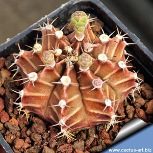 Gymnocalycium hybrid friedrichii x mihanovichii