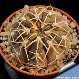 Gymnocalycium stellatum forma