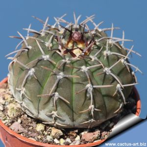 Gymnocalycium stellatum forma