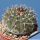 Gymnocalycium stellatum forma