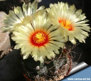 Astrophytum capricorne General Cepeda, Cohauila, Mexico