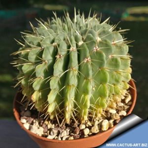 Notocactus buiningii