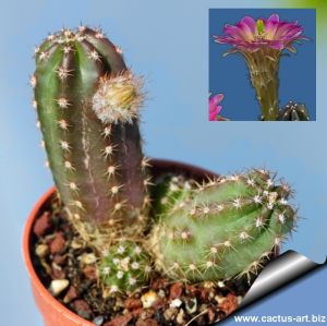 Echinocereus scheeri v. gentryi