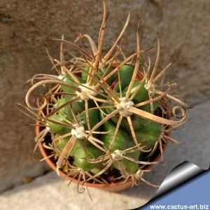 Ferocactus fordii 'Pazzo' (Seeds from monstrous plants)