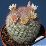 Mammillaria candida f. rosea SB280 Huizache, San Luis Potosi, Mexico (Mammilloydia candida)