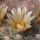 Mammillaria candida f. rosea SB280 Huizache, San Luis Potosi, Mexico (Mammilloydia candida)