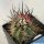 Echinocereus lindsayi Baja California, Mexico