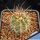 Echinocereus lindsayi Baja California, Mexico