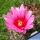 Echinocereus lindsayi Baja California, Mexico