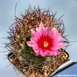 Echinocereus lindsayi Baja California, Mexico