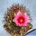 Echinocereus lindsayi Baja California, Mexico