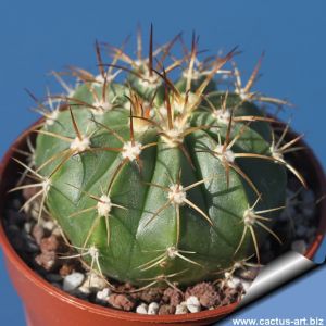 Melocactus schatzlii