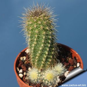 Echinocereus koehresii (koehresianus)