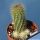 Echinocereus koehresii (koehresianus)