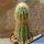 Echinocereus koehresii (koehresianus)