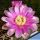 Gymnocalycium neuhuberi