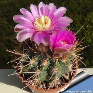 Gymnocalycium neuhuberi