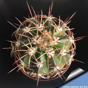 Melocactus delessertianus