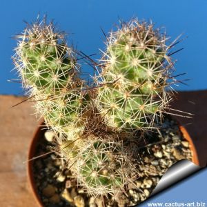 Coryphantha pulleineana SB33 Huizache