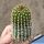 Trichocereus grandiflorus 'RED STAR'
