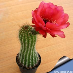 Trichocereus grandiflorus 'RED STAR'
