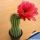 Trichocereus grandiflorus 'RED STAR'
