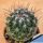 Thelocactus saussieri