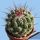Thelocactus saussieri