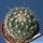 Thelocactus saussieri