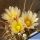 Thelocactus tulensis