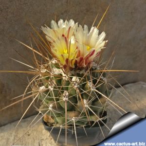 Thelocactus tulensis