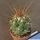 Thelocactus tulensis