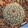 Mammillaria chionocephala Sandia, Nuevo Leon, Mexico