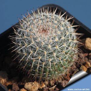 Mammillaria chionocephala Sandia, Nuevo Leon, Mexico
