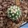 Pediocactus knowltoni SB304, San Juan County, New Mexico, USA